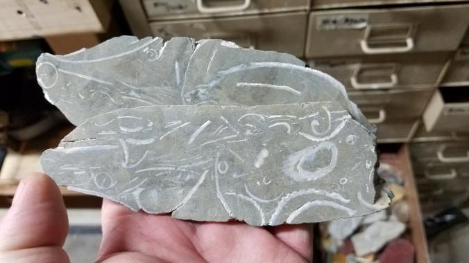Chowder Stone Clam chowder fossil stone | Rock Tumbling Hobby