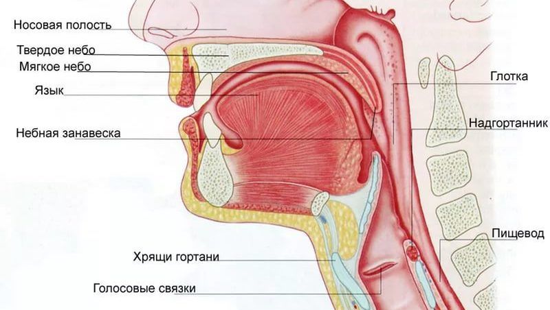 Строение носоглотки человека фото с описанием