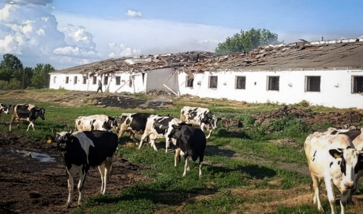 Russian Drone Strikes Farm In Sumy Region Workers Injured Cattle Killed 8211 Agronews