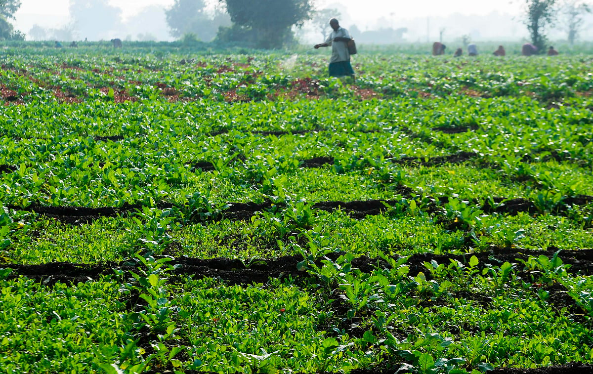 Use Of Drones Begins For Spraying Fertiliser And Pesticides