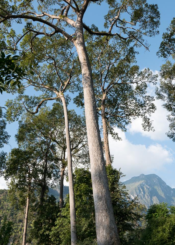View from the yoga retreats in Chiang Mai