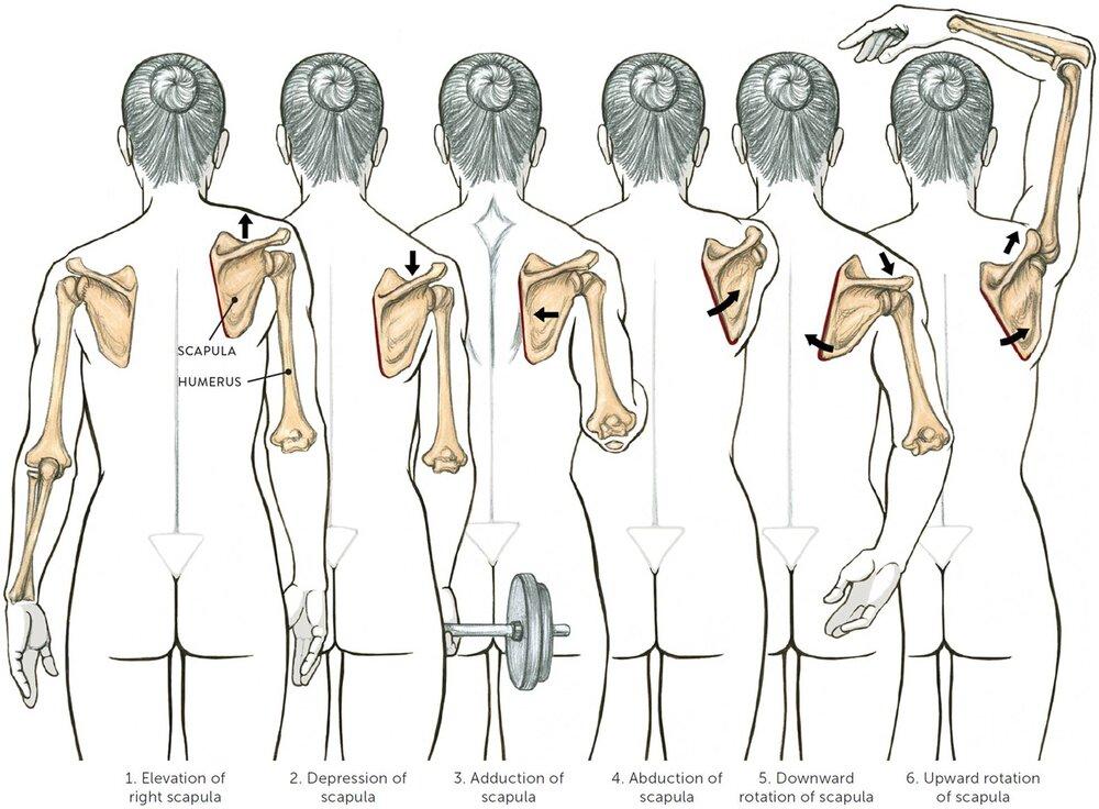 Scapular+Movement The 4 linear shoulder blade movements and 2 rotational movements; Image source: unknown
