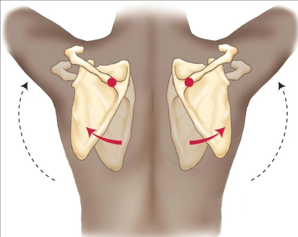 Upward rotation of the shoulder blade is the most effective way to reduce pinching of the supraspinatus tendon