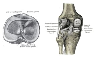 Understanding the structure of the knees helps you keep your knees safe