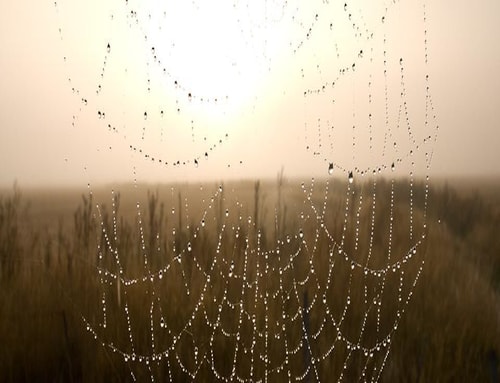 Everything is a Miracle