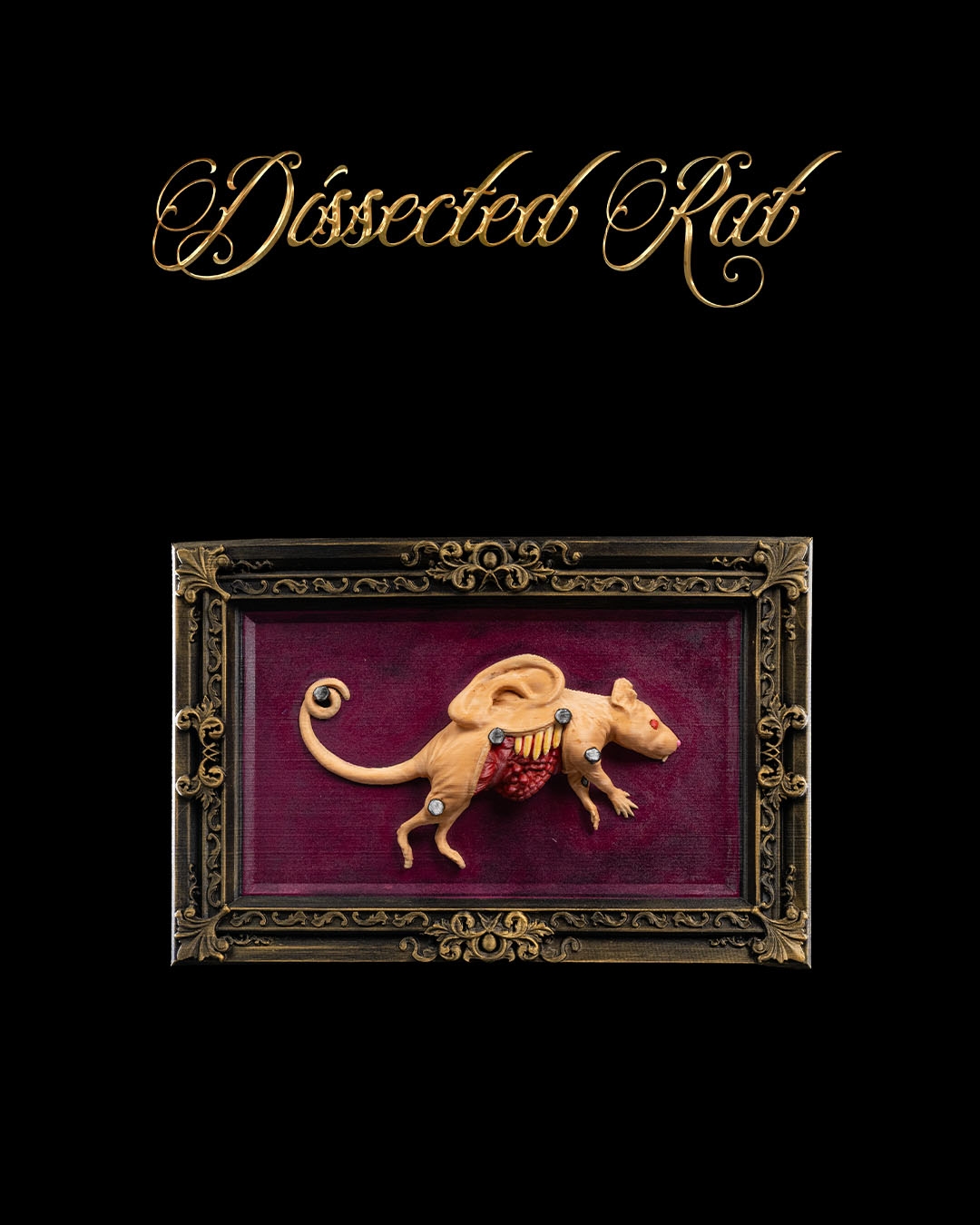 Dissected Rat
