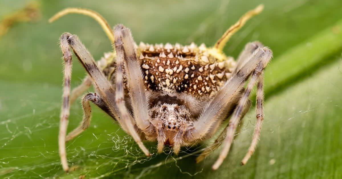 FXzMRR91z 1200x630 1