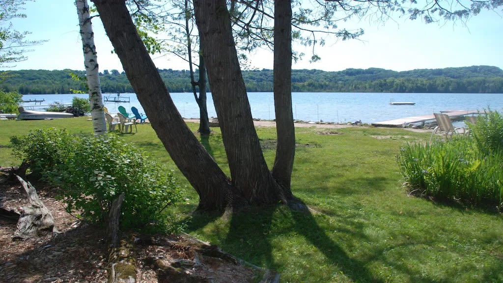 Lake view through birch trees