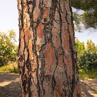Pine Bark Extract - Cellucare Ingredients