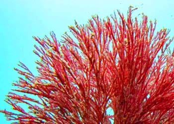 Mitolyn Review — Haematococcus