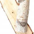 B&eacute;tula