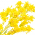 Solidago