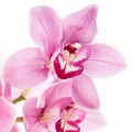 Orqu&iacute;dea