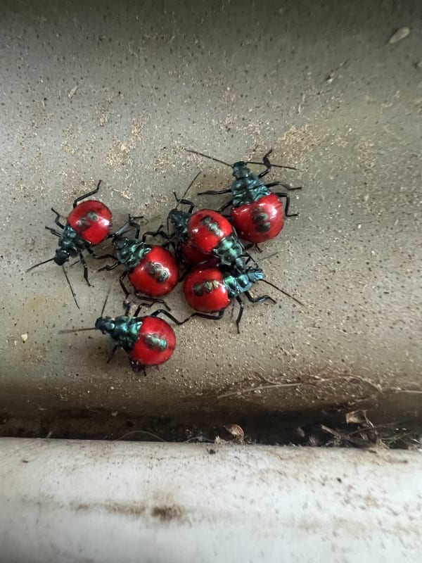 Small black insect with red belly