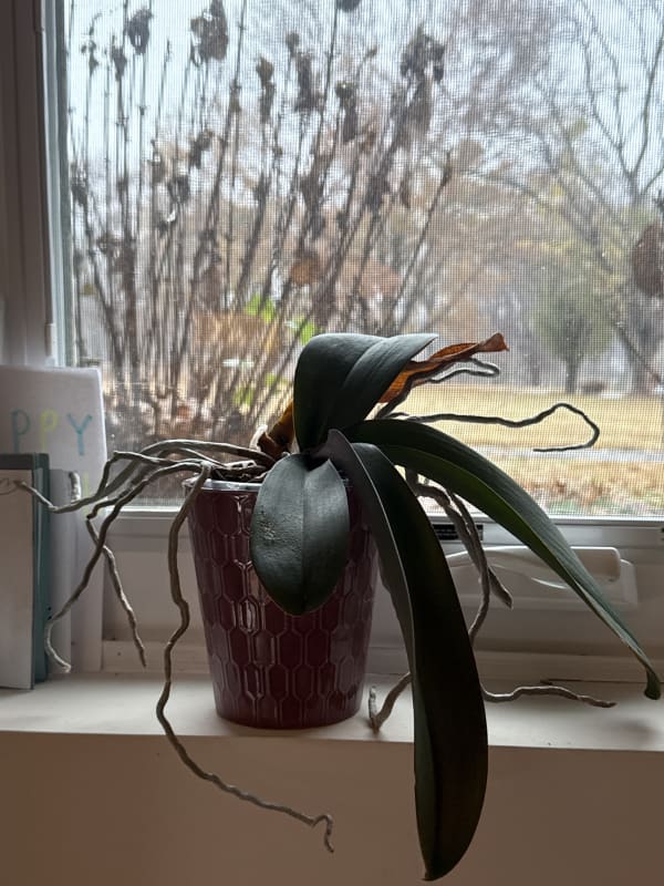 Orchid on life support