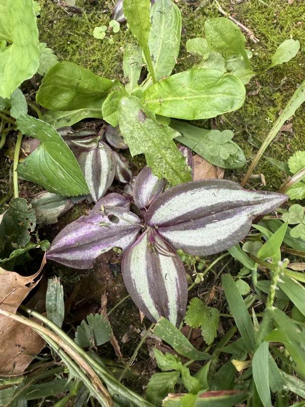 This little plant of mine...