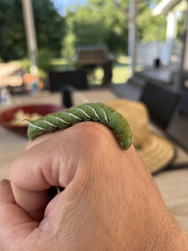 Tomato horned caterpillar