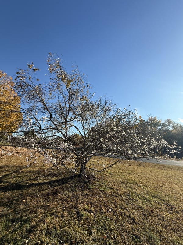 Flowering tree in November?