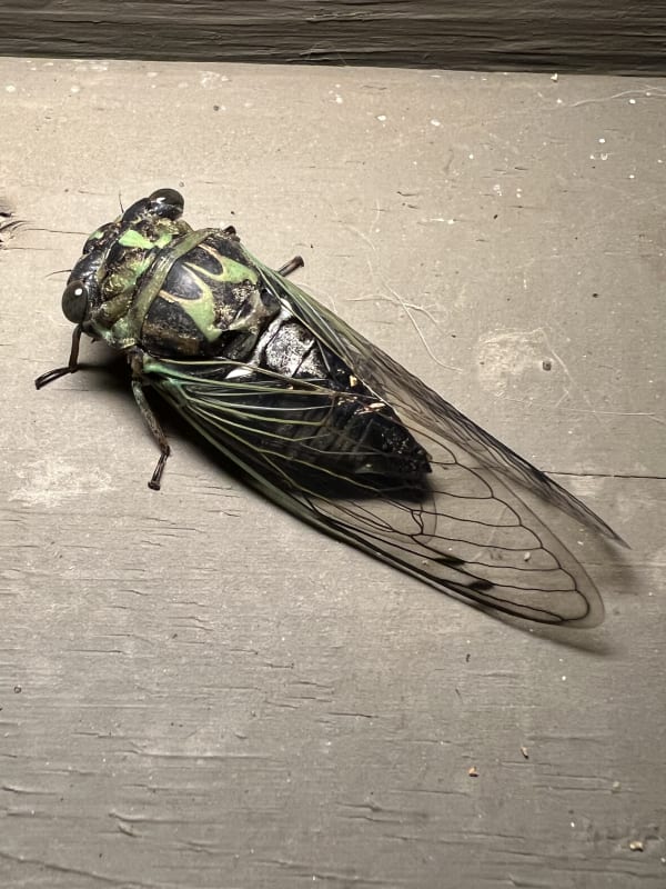 Cicada