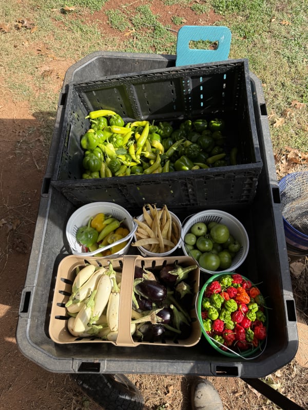 Last harvest of 2025