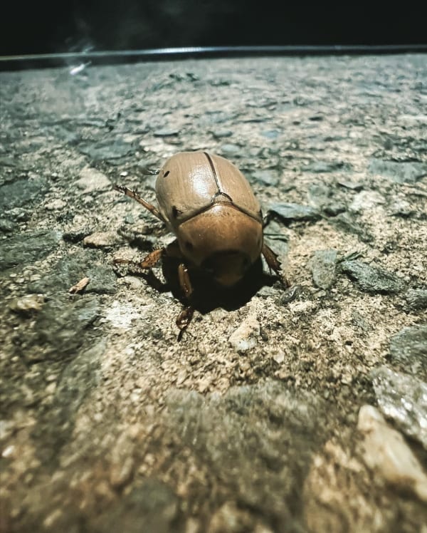 The brown beetle