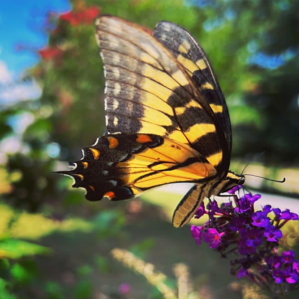 Anise Swallowtail