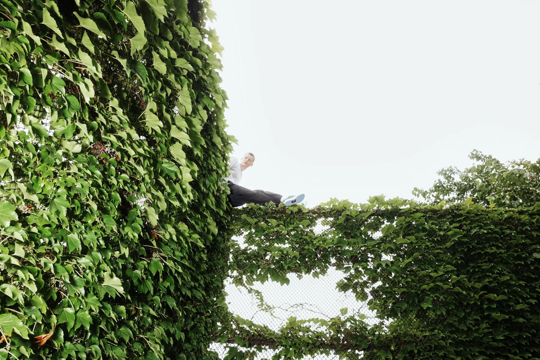 A dense wall of ivy with only the top of a head and one shoulder showing above it.