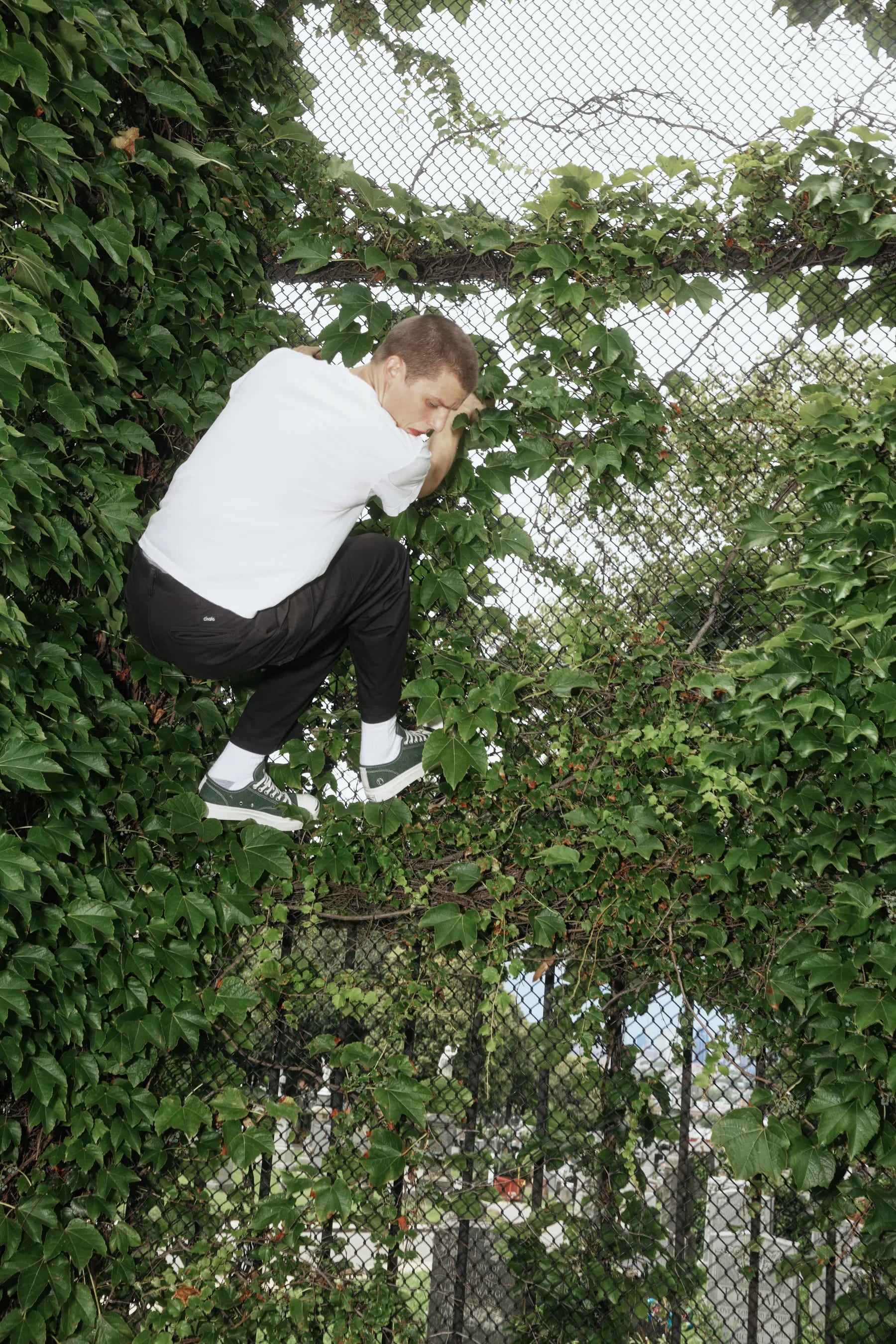 The same player perched high on a chain-link fence, half swallowed by ivy.