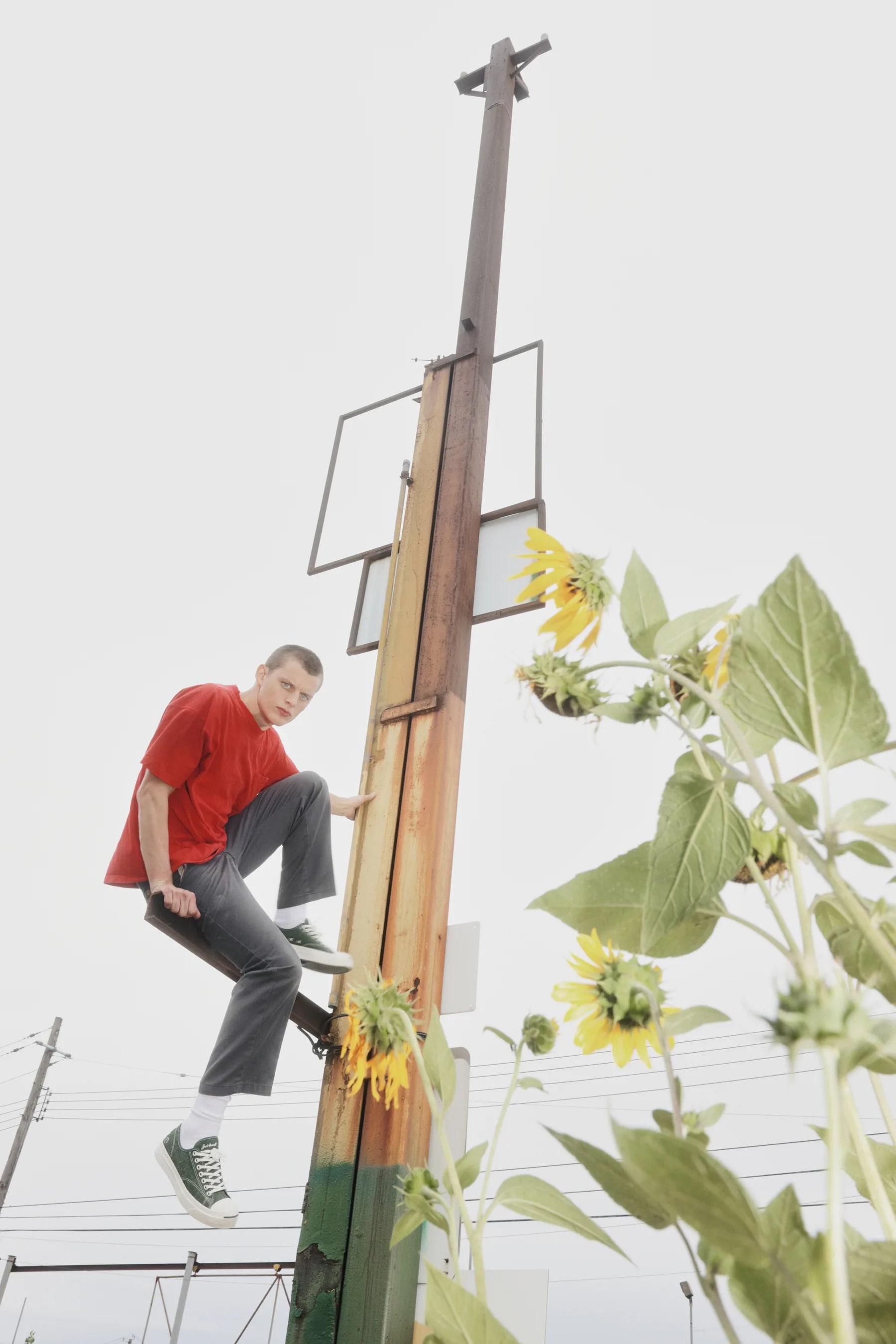 A figure in red climbing a utility pole, sunflowers crowding the foreground.