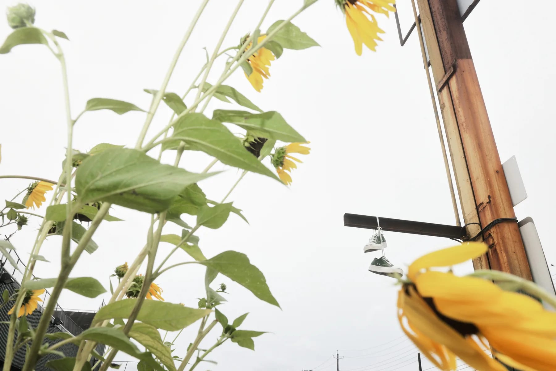 Sunflowers against a white sky beside the pole, one bloom drooping into frame.