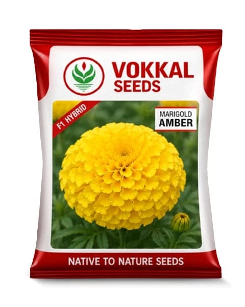 Vokkal Amber Marigold Seeds