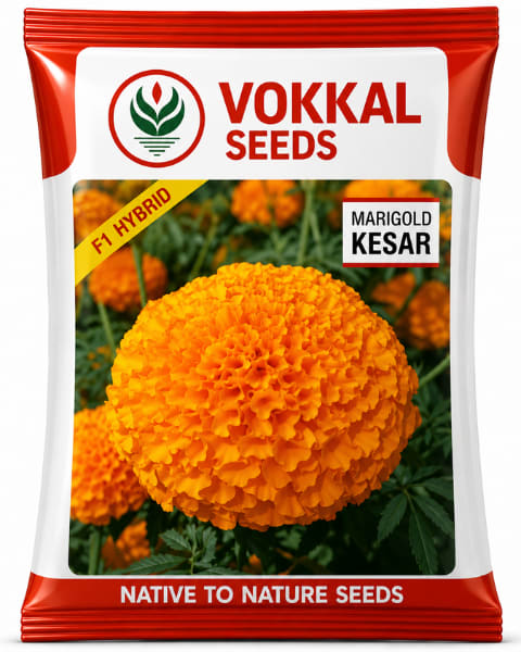 Vokkal Kesar Marigold Seeds