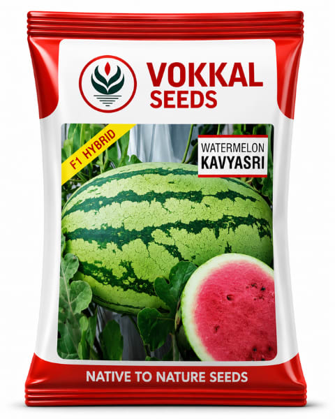 Vokkal Kavyasri Watermelon Seeds