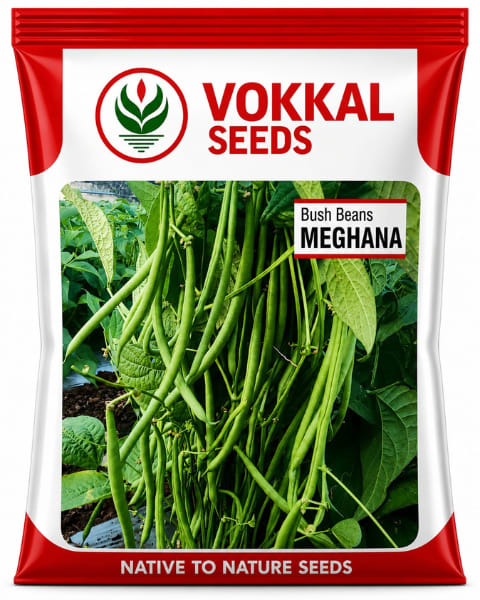 Vokkal Meghana French Bean Seeds