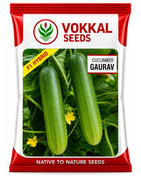 Vokkal Gaurav Cucumber Seeds