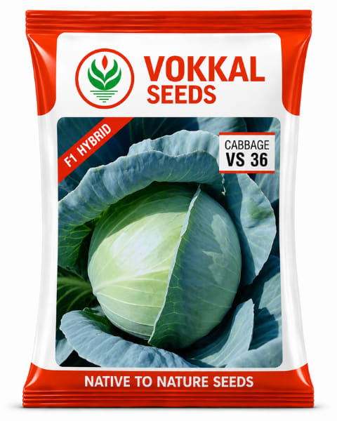 Vokkal VS 36 Cabbage Seeds