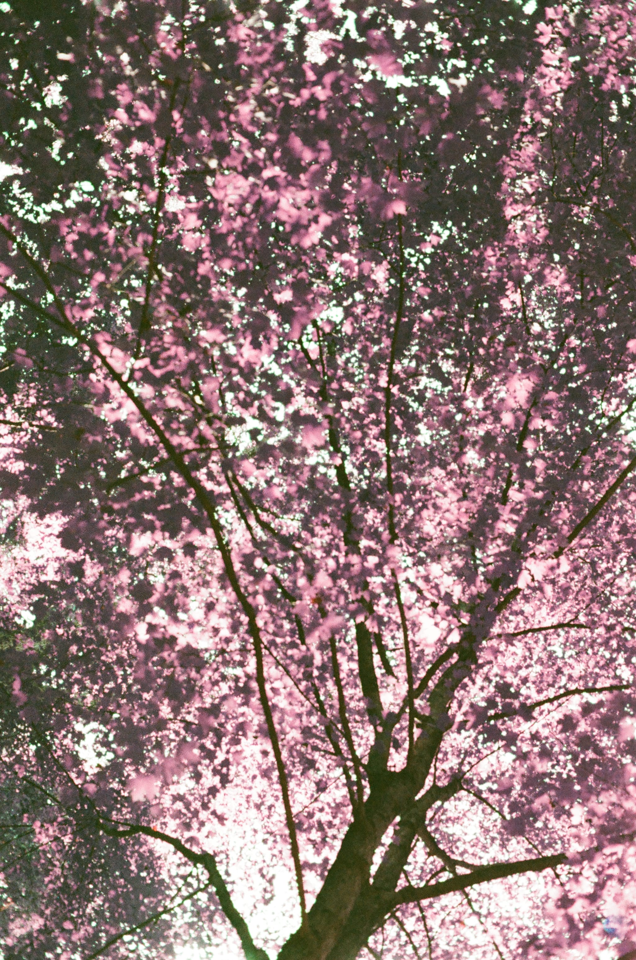 purple tree