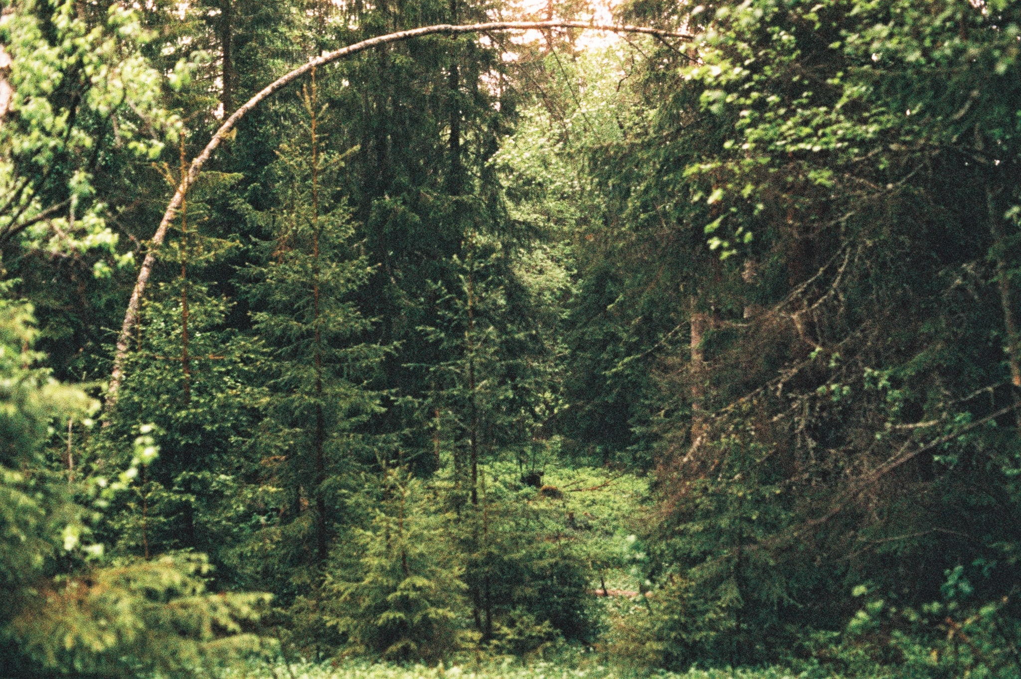 bending tree