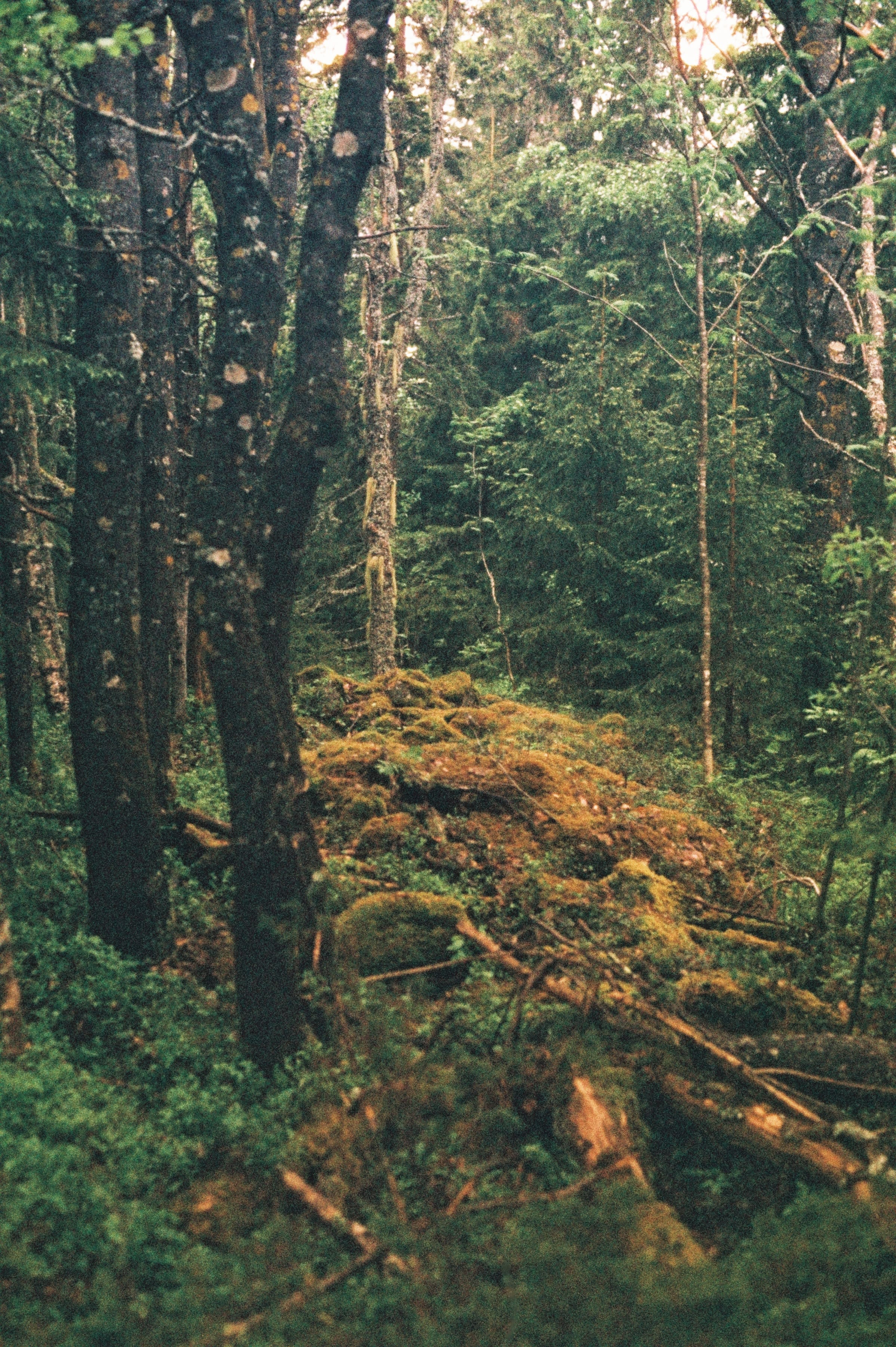 moss