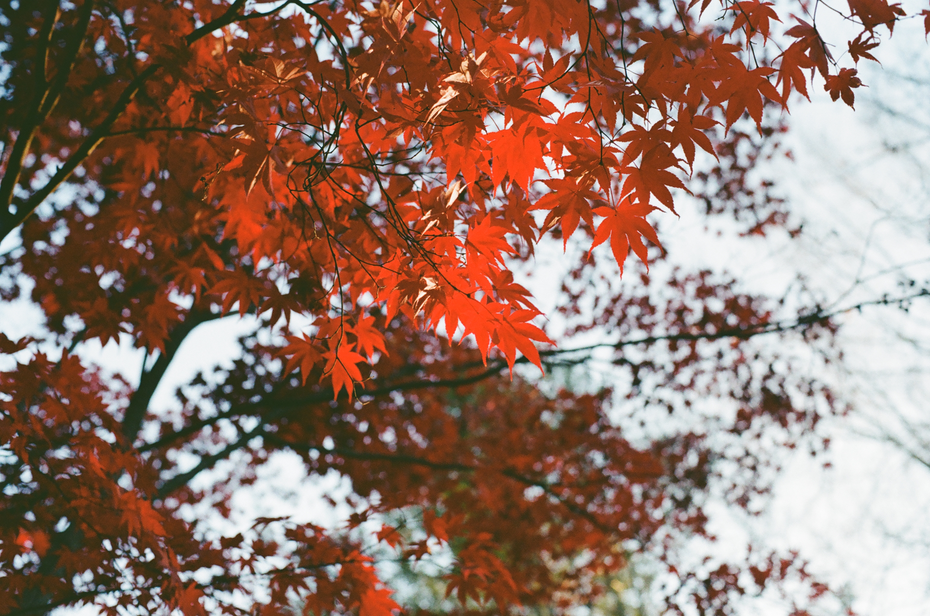 red leaves