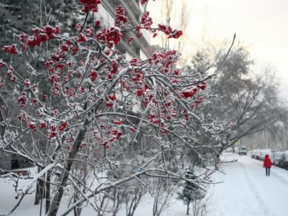 Синоптики прогнозируют аномальную погоду на январь в Самарской области