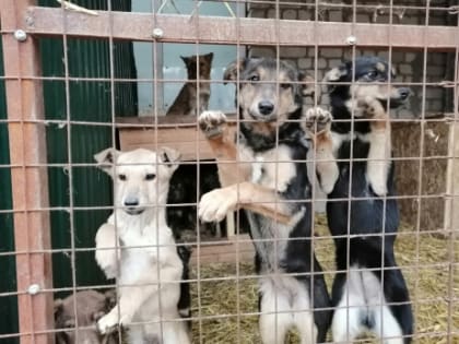 Четырем сотням бездомных псов Сызрани назначили цену