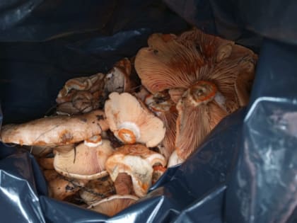 9 лет тюрьмы за сбор грибов и растений, водка по цене золота и бабье лето 2.0: важное к этому часу