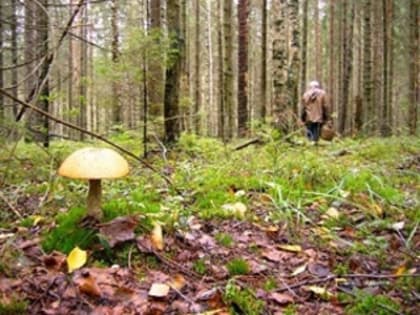 В Самарской области объявлено штормовое предупреждение из-за пожароопасности леса