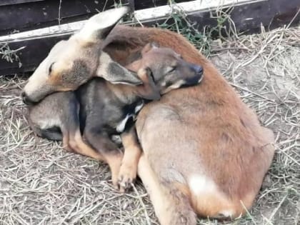 (фото) В Самаре волонтеры спасли олененка