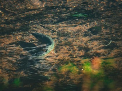 Практический семинар по разведению форели в Красноармейском районе