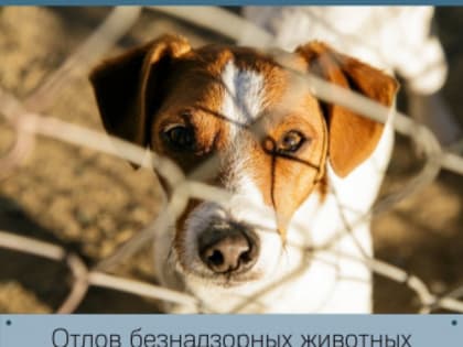 Отлов безнадзорных животных 4 апреля