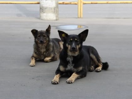 На отлов животных нашелся один претендент