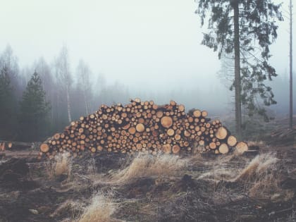 Дрова бесплатно: Тольяттинцам предлагают неликвидную древесину