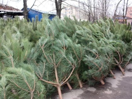 В Тольятти новогодние елки можно сдать на переработку
